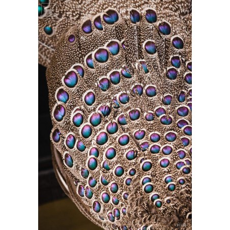 Grey peacock-pheasant