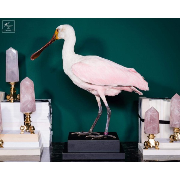 Oiseau spatule rosée empaillé socle noir Oiseau spatule rosée empaillé socle noir