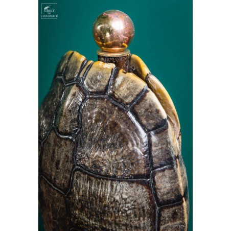 Shell of TRACHEMYS SCRIP tortoise on precious wood