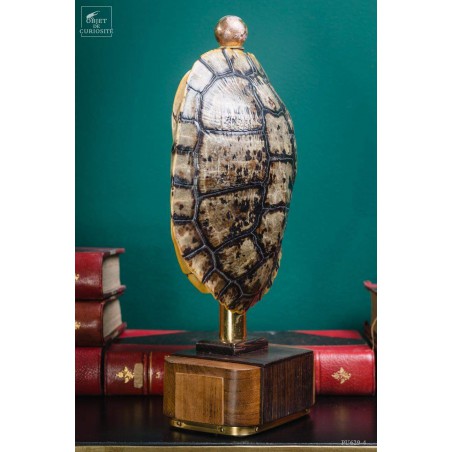 Shell of TRACHEMYS SCRIP tortoise on precious wood