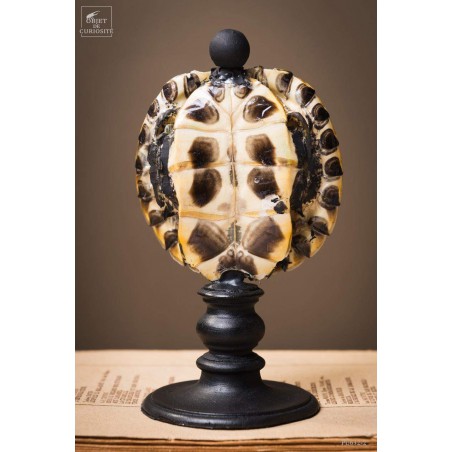 Shell of TRACHEMYS SCRIP tortoise on black base