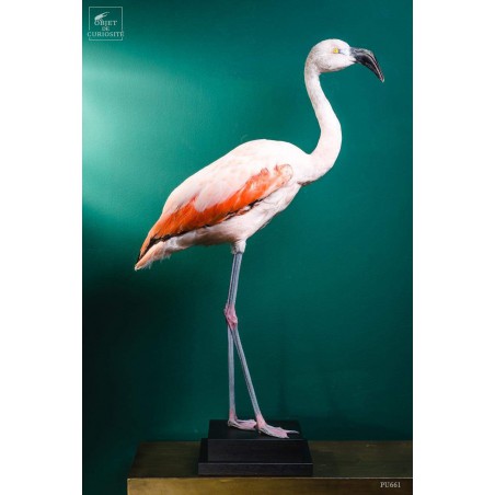 Pink flamingo on black stand -young-