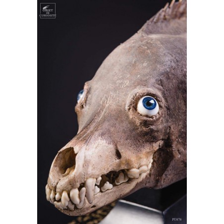 CHIMERE de poisson ANGE COYOTTE