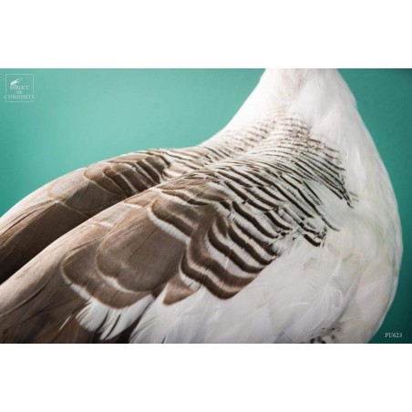 Magellan goose stuffed on black stand