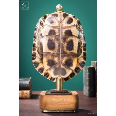 Shell of TRACHEMYS SCRIP tortoise on precious wood