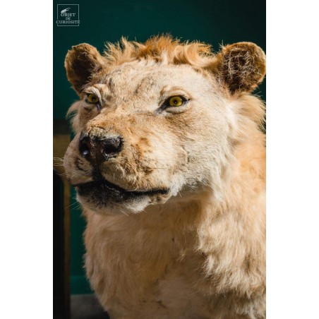 Taxidermy of a Tsavo lion with septaria