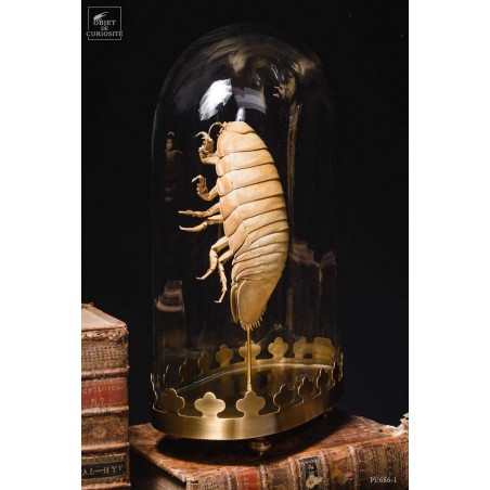 Bathynomus giganteus de Guadeloupe