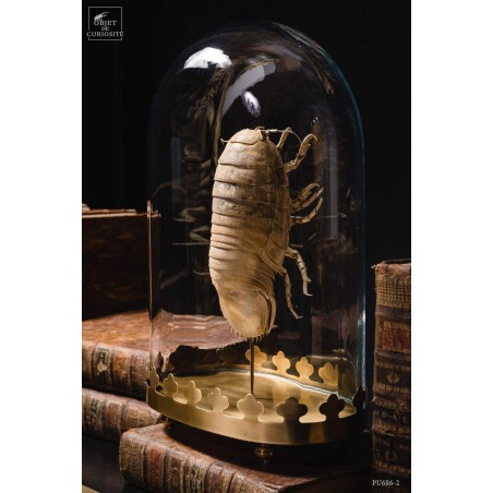 Bathynomus giganteus 600g (Basse Terre-Guadeloupe) globe oval sur base laiton