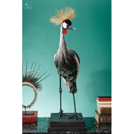 Grue couronnée taxidermie