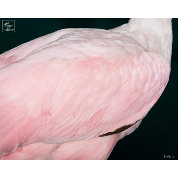 Oiseau spatule rosée empaillé socle noir Oiseau spatule rosée empaillé socle noir