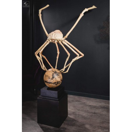 Giant Japanese Spider Crab on a tamarind ball.