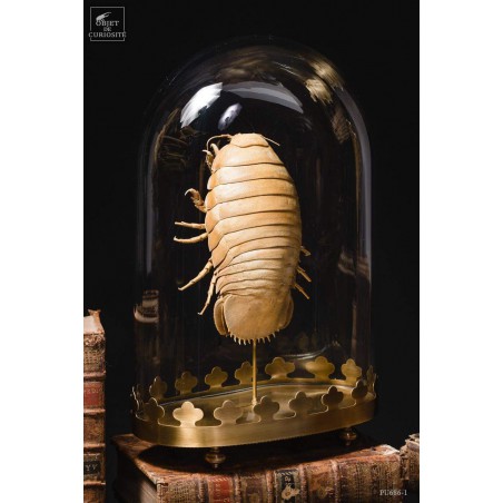 Bathynomus giganteus de Guadeloupe