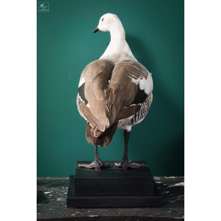 Magellan goose stuffed on black stand