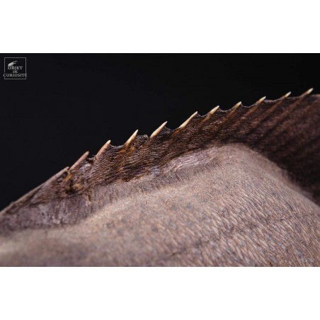 CHIMERE de poisson ANGE COYOTTE