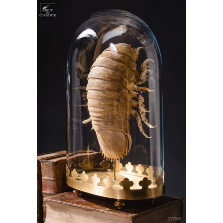 Bathynomus giganteus (Basse Terre) globe oval