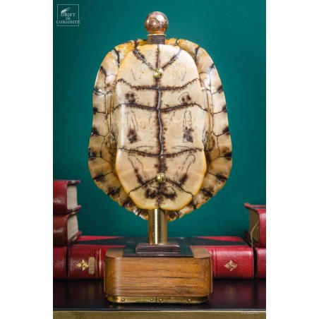 Shell of TRACHEMYS SCRIP tortoise on precious wood