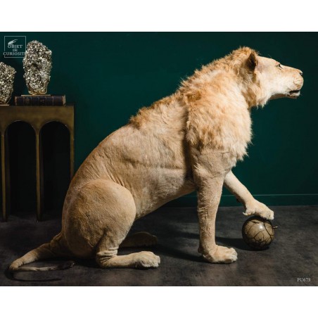 Taxidermy of a Tsavo lion with septaria