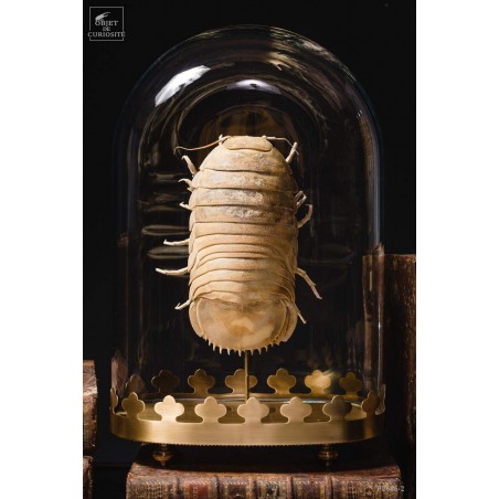 Bathynomus giganteus 600g (Basse Terre-Guadeloupe) globe oval sur base laiton