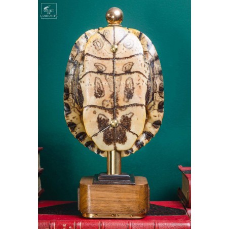Shell of TRACHEMYS SCRIP tortoise on precious wood