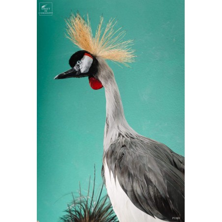 Grue couronnée taxidermie