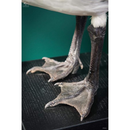 Magellan goose stuffed on black stand