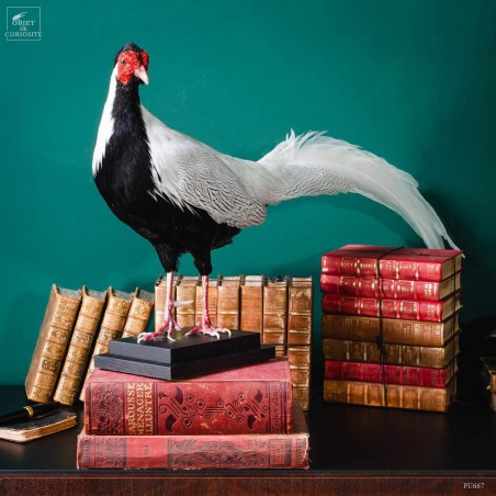 Silver pheasant on black base