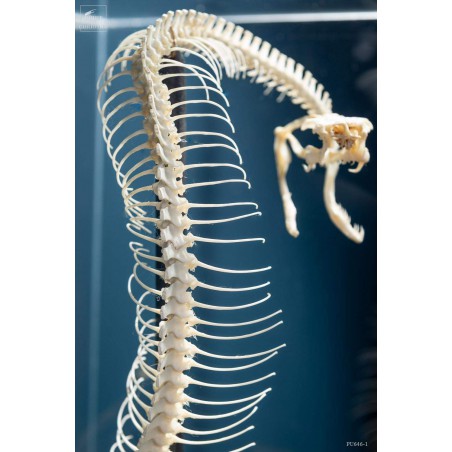 Snake skeleton under square glass