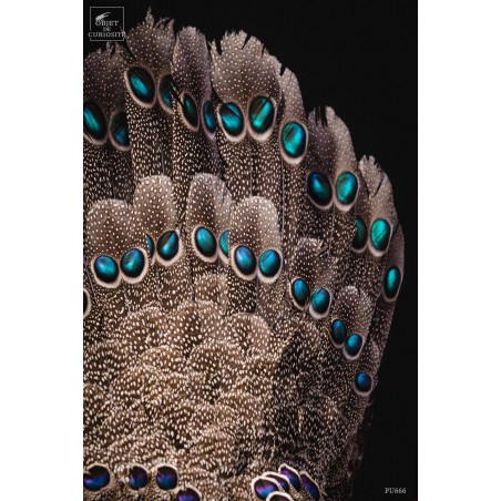 Grey peacock-pheasant