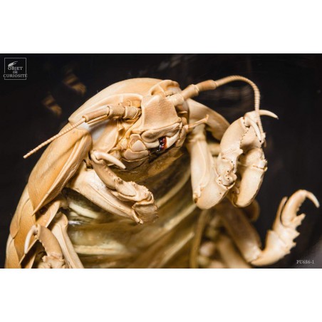 Bathynomus giganteus de Guadeloupe