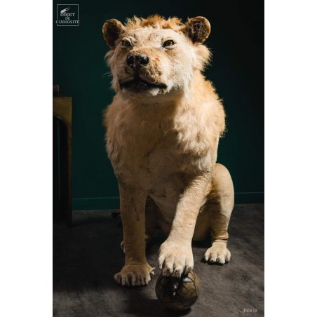 Taxidermy of a Tsavo lion with septaria