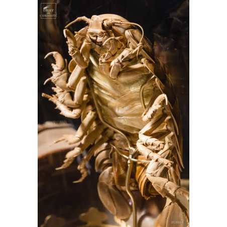 Bathynomus giganteus de Guadeloupe