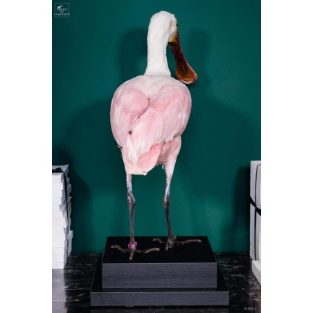 Bird pinkish spoonbill stuffed