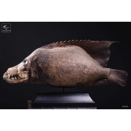 CHIMERE de poisson ANGE COYOTTE