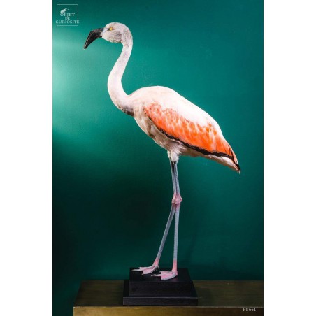 Pink flamingo on black stand -young-