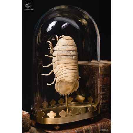 Bathynomus giganteus 600g (Basse Terre-Guadeloupe) globe oval sur base laiton
