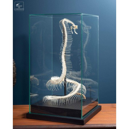 Snake skeleton under square glass