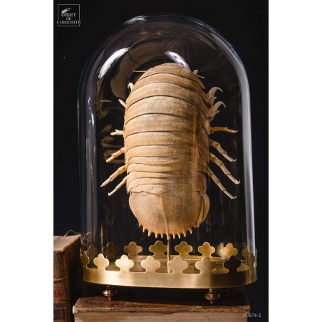 Bathynomus giganteus (Basse Terre) globe oval