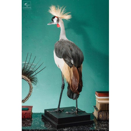 Grue couronnée taxidermie