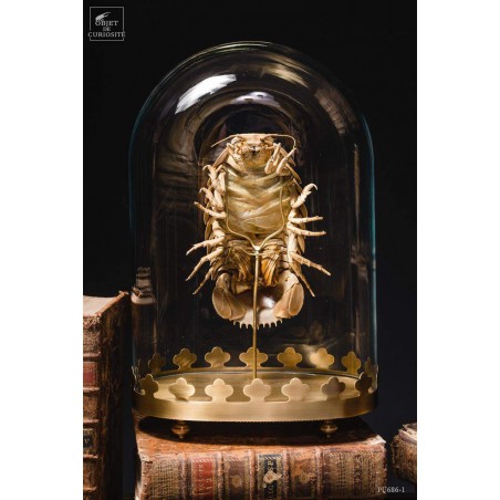 Bathynomus giganteus de Guadeloupe