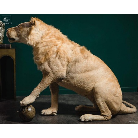 Taxidermy of a Tsavo lion with septaria