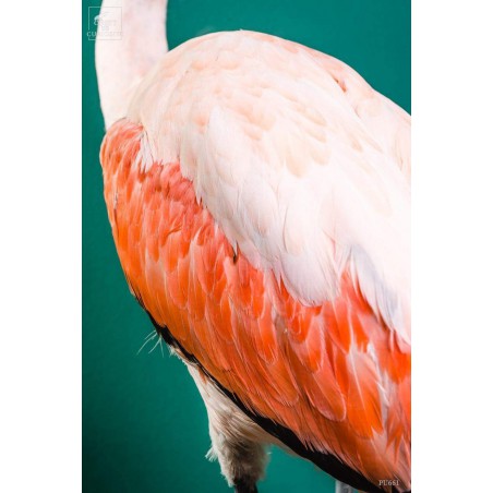 Pink flamingo on black stand -young-