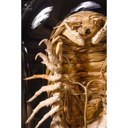 Bathynomus giganteus (Basse Terre) globe oval