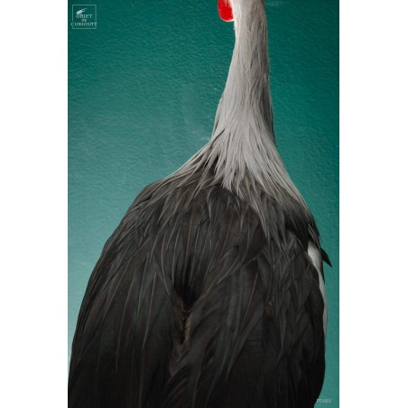 Grue couronnée taxidermie