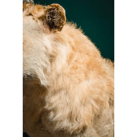 Taxidermy of a Tsavo lion with septaria
