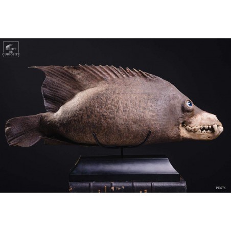 CHIMERE de poisson ANGE COYOTTE