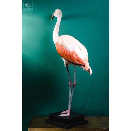 Pink flamingo on black stand -young-