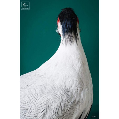 Silver pheasant on black base