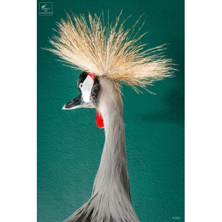 Grue couronnée taxidermie