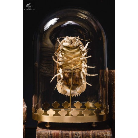 Bathynomus giganteus 600g (Basse Terre-Guadeloupe) globe oval sur base laiton