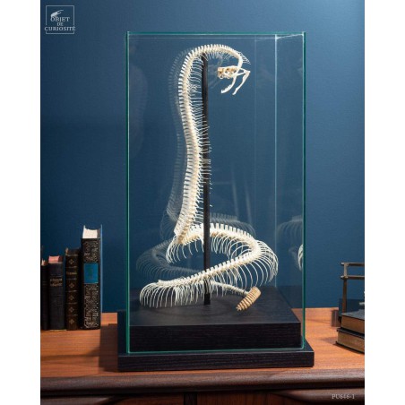 Snake skeleton under square glass